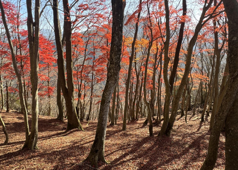 投稿についてもっと詳しく 近況報告と南三陸イヌワシ野生復帰プロジェクトの紹介