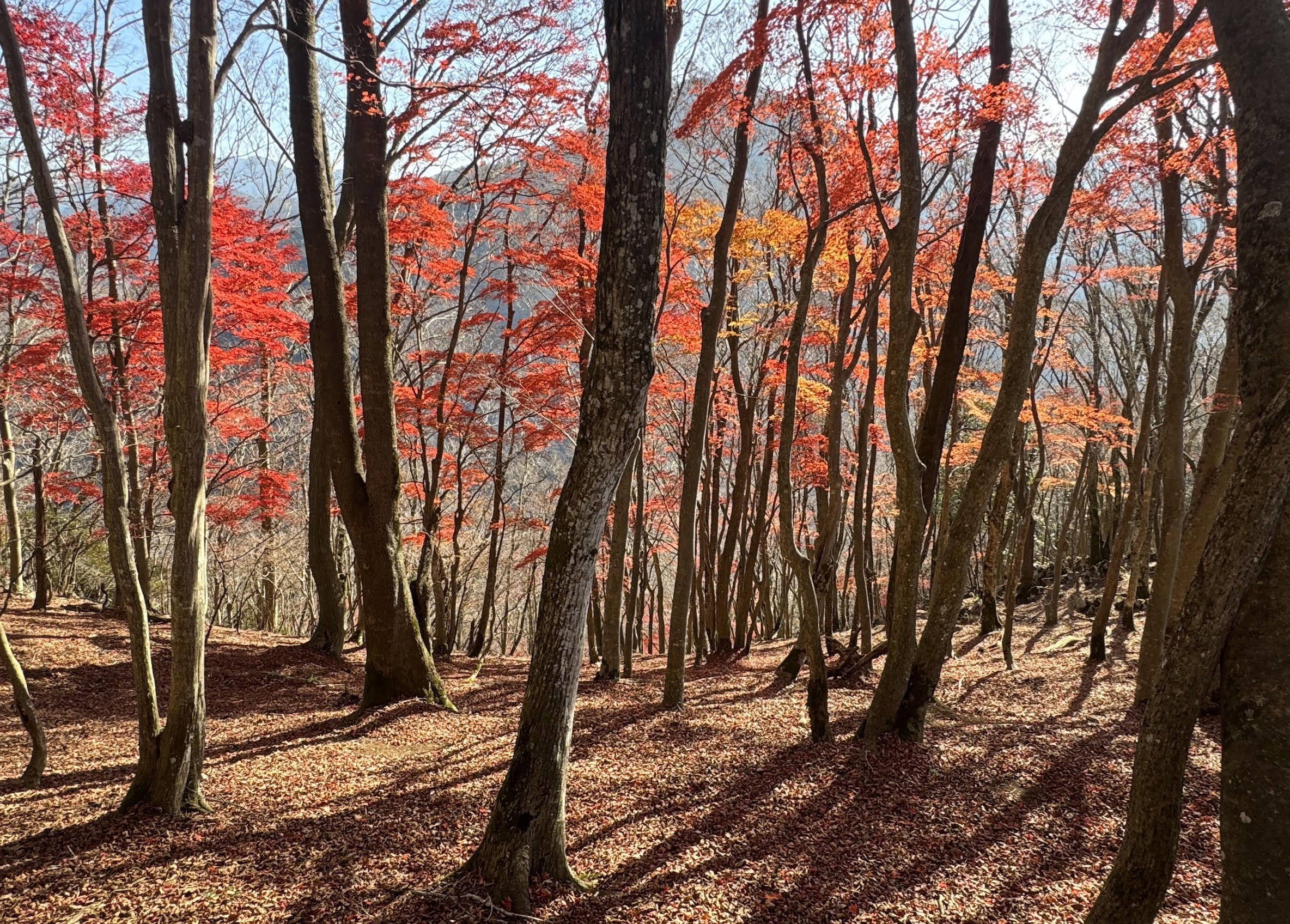 投稿についてもっと詳しく 近況報告と南三陸イヌワシ野生復帰プロジェクトの紹介